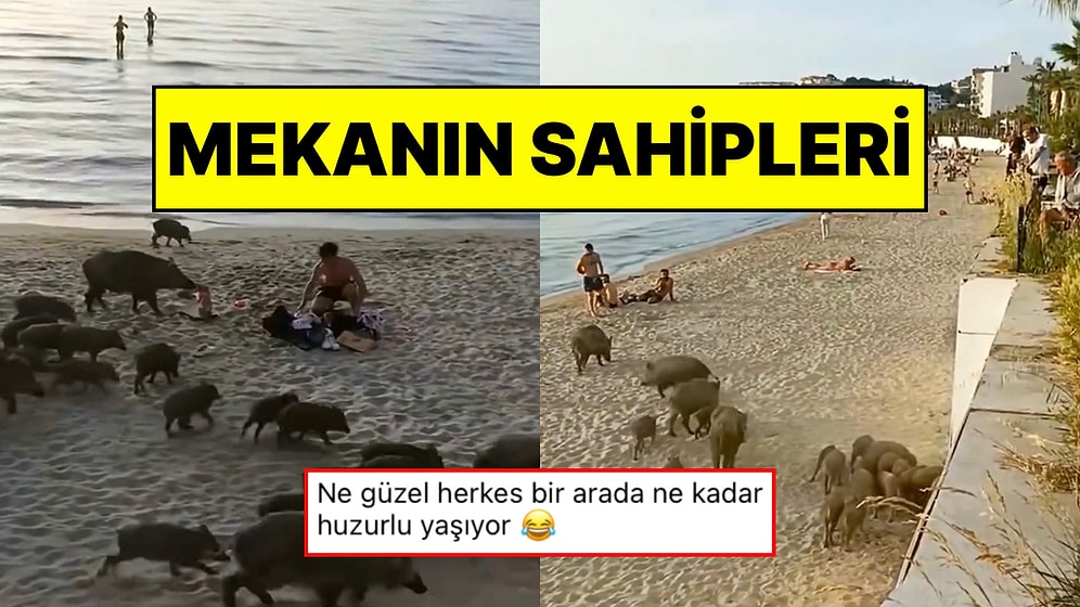 Kuşadası Sahilde Yaban Domuzu Sürüsü Tatilcilerle Birlikte Görüntülendi