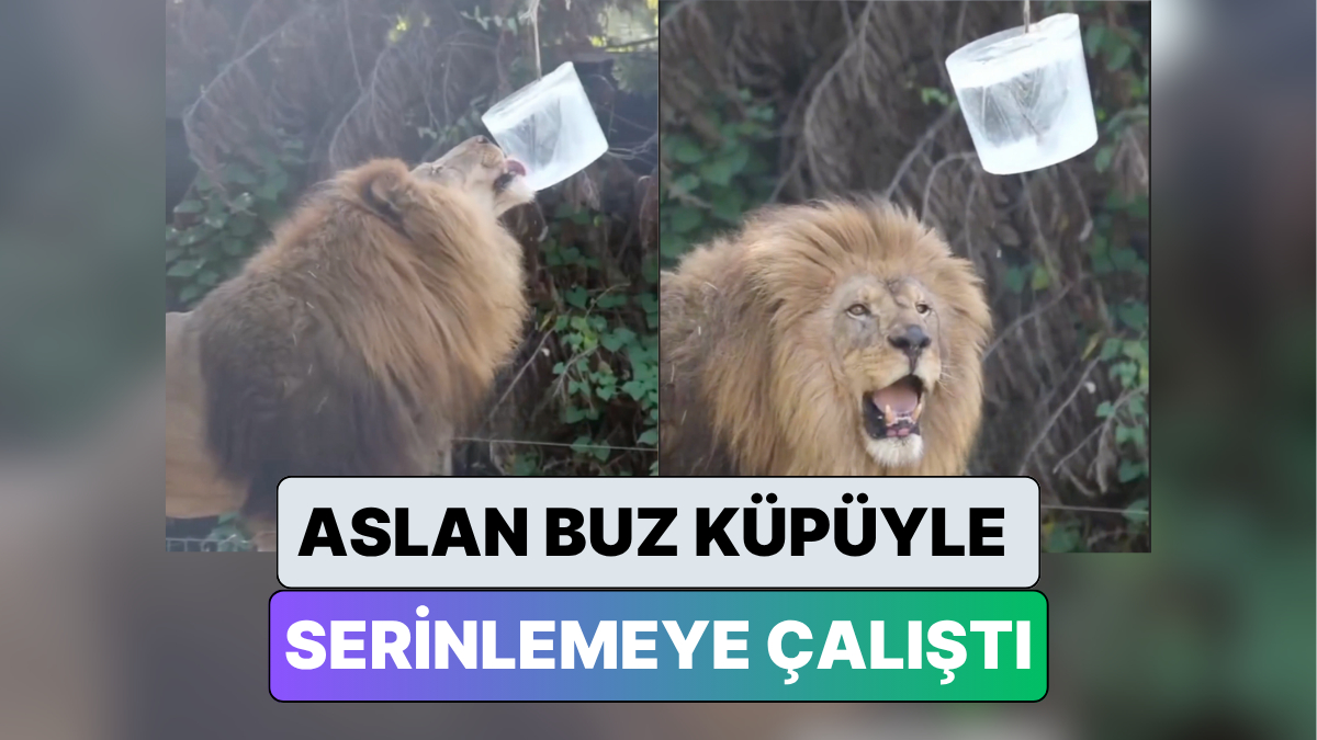 İzmir'de Bir Doğal Yaşam Parkı'nda Hayvanların Sıcaktan Korunması İçin Kafeslere Buz Küpleri Konuldu