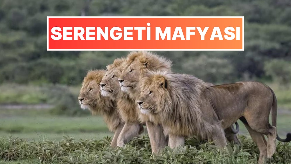 Doğanın Korkutucu Yüzünü İliklerinize Kadar Hissetmenize Sebep Olacak Birbirinden Ürkütücü 15 Yeni Fotoğraf