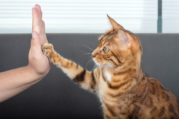 Kediler gerçekten anlamıyor mu, yoksa umursamıyor mu? Görseli