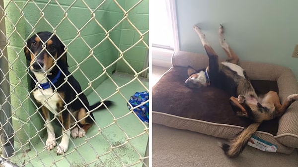 3. Sahiplenildikten sonra evi kendi tapulu malıymış gibi kullanan bir köpek bırakalım!