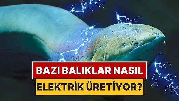1. Bazı Balıklar Nasıl Oluyor da Elektrik Üretebiliyor? Görseli