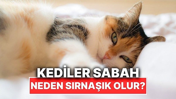 2. Kedilerin Sabah Çok Sırnaşık Olmasının Kalp Eriten Sebepleri Görseli
