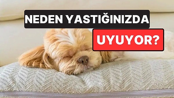 7. Köpeğiniz Sürekli Olarak Sizin Yastığınızda Uyuyorsa Bu Mesajı Vermeye Çalışıyor Olabilir
