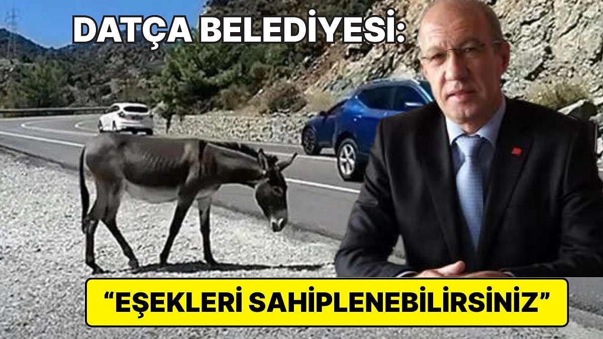 Datça&apos;da Valilik Kararıyla Bayıltılarak Toplatılan Yaban Eşekleriyle İlgili Datça Belediyesi&apos;nden Açıklama