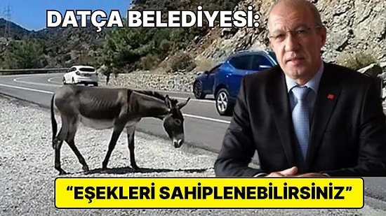 Datça'da Valilik Kararıyla Bayıltılarak Toplatılan Yaban Eşekleriyle İlgili Datça Belediyesi'nden Açıklama