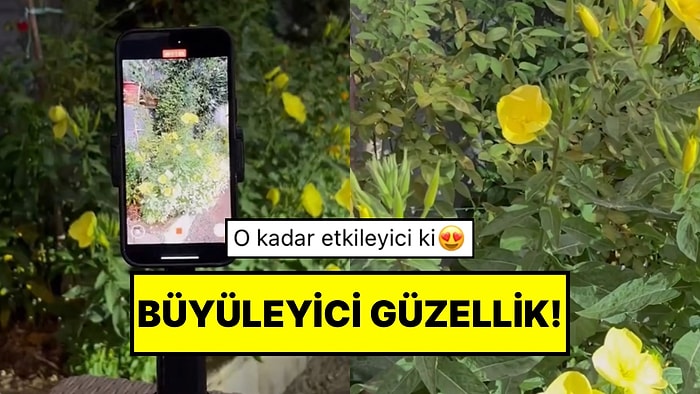 Büyüleyici Güzellik! Yalnızca Akşamları Gördüğümüz Ezan Çiçeğinin Açma Anı Kaydedildi