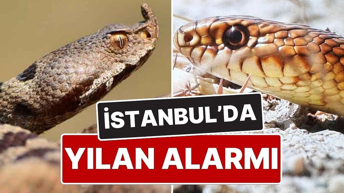 İstanbul&apos;da Yılan Alarmı: Yetkililer Uyardı, Yılanların En Aktif Oldukları Zamandayız!