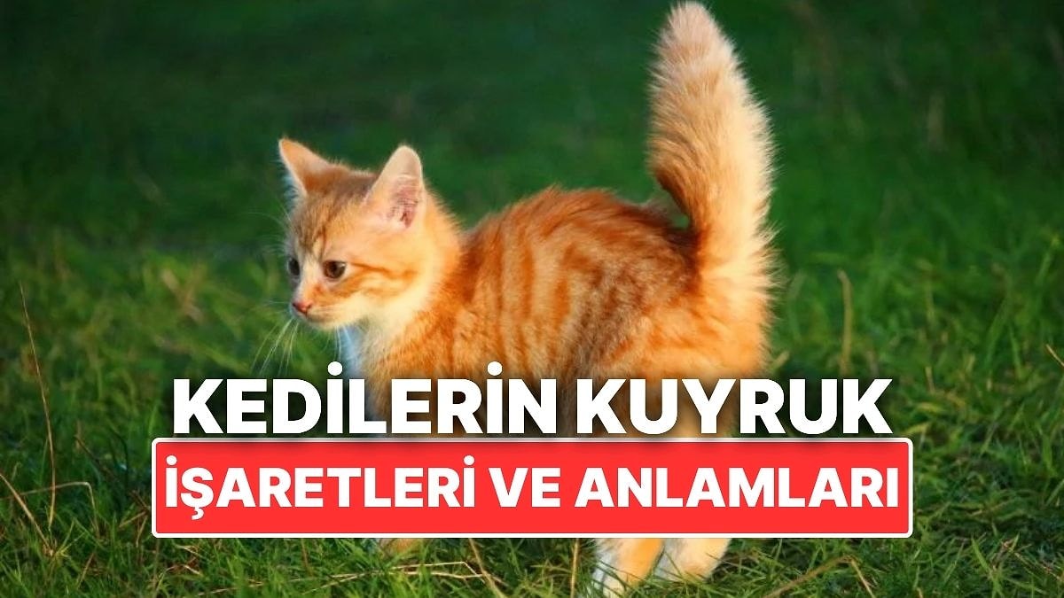 Aslında İletişim Kuruyorlar: Kedilerin Kuyruk İşaretleri Ne Anlama Geliyor?
