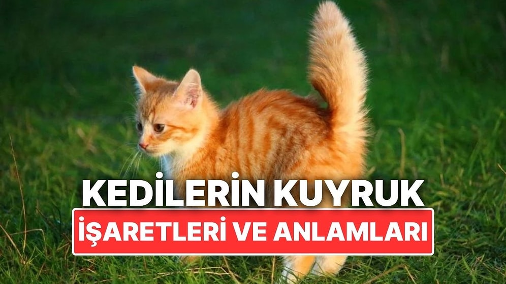 Aslında İletişim Kuruyorlar: Kedilerin Kuyruk İşaretleri Ne Anlama Geliyor?