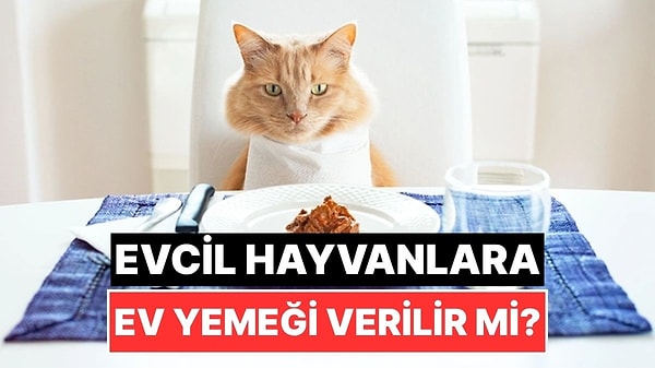 11. Pek Masum Olmayabilir: Kedi ve Köpeklere Ev Yemeği Verilir mi?