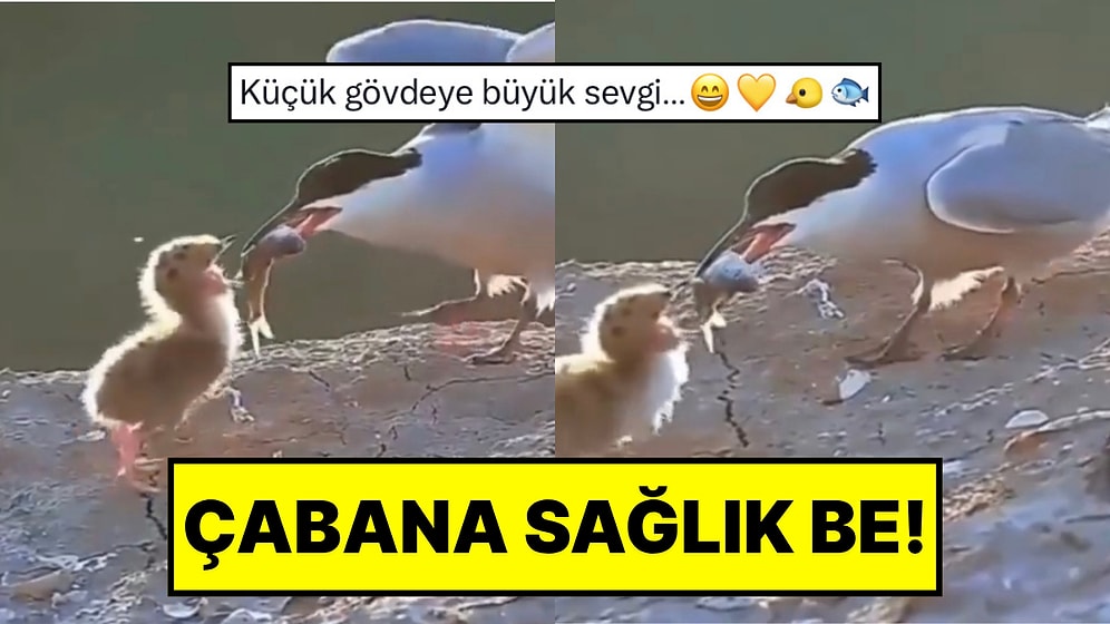 Yavrusuna Kendinden Büyük Balık Getiren Anne Kuşun Çabası Gülümsetti