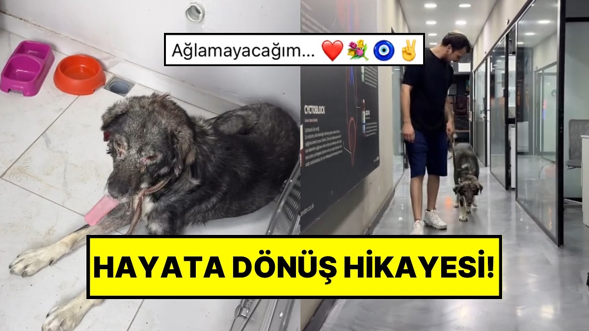Hasta Olduğu İçin Şiddet Gören Köpeği Kurtaran Hayvansever İyileşme Süreciyle Kalpleri Eritti!