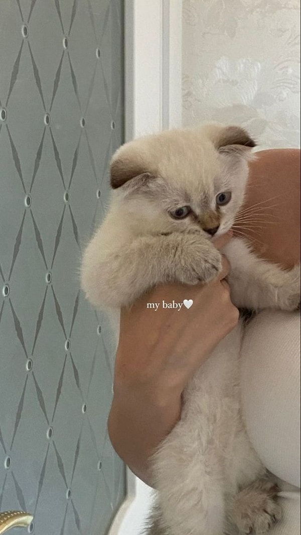 5. Kedi