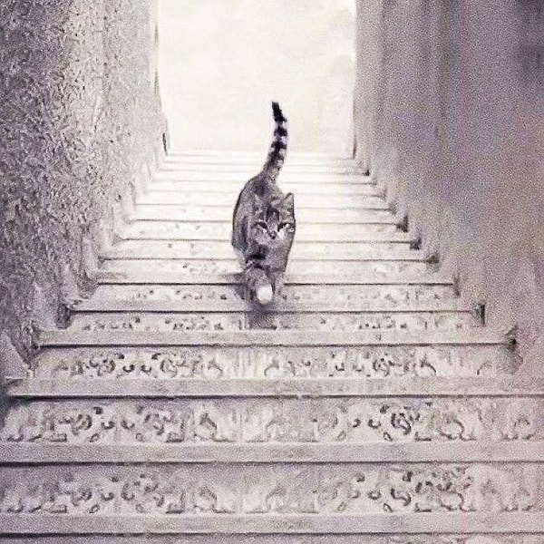 1. Bu kedi aşağı mı iniyor yoksa yukarı mı çıkıyor?