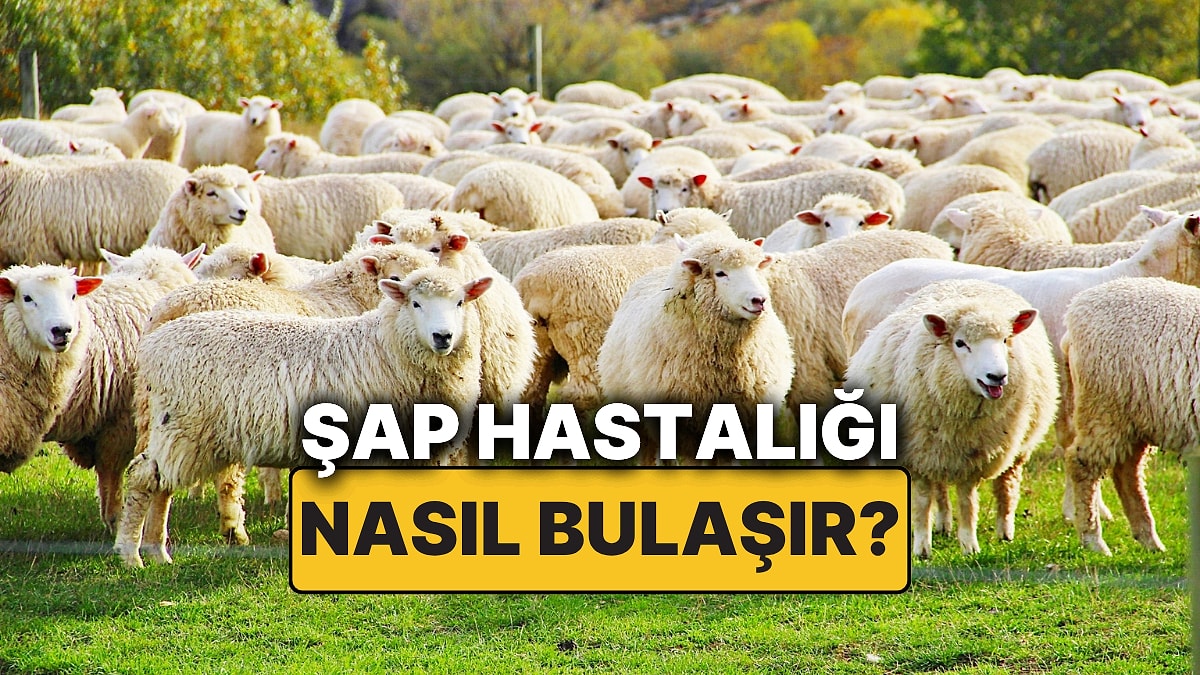 Şap Hastalığı Nedir? Şap Hastalığının Belirtileri Nelerdir, Nasıl Bulaşır? Şap Hastalığı İnsana Bulaşır mı?