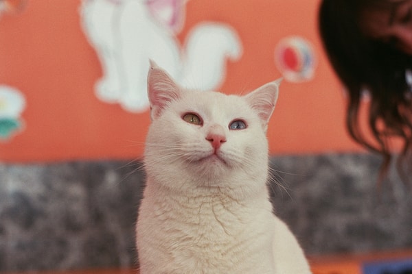 What is Van Cat?