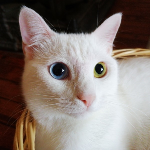 Origin and History of the Van Cat