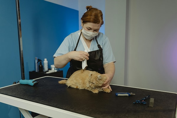 Cat Adoption Process in Turkey
