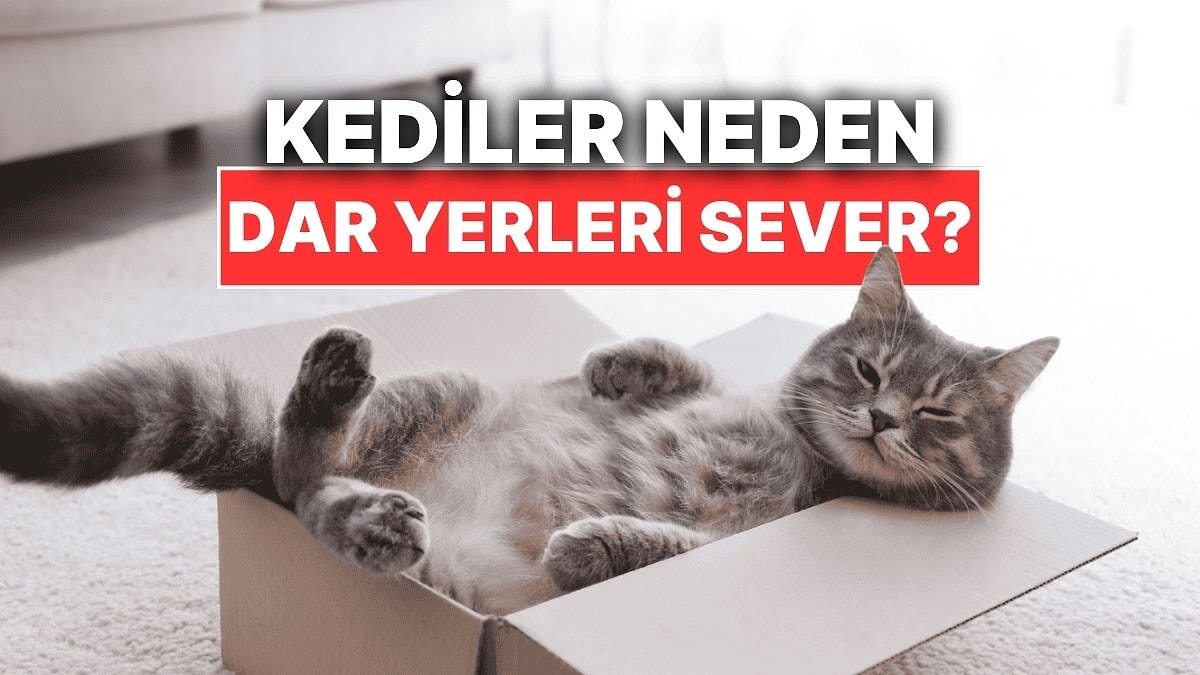 Kediler Neden Dar Yerlere Girmeyi Çok Sever?