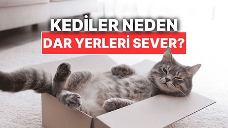 Kediler Neden Dar Yerlere Girmeyi Çok Sever?