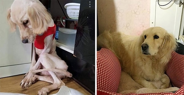2. Bir deri bir kemik kalan patili dostumuzun geçirdiği değişim takdire şayan! 😻👇🏻