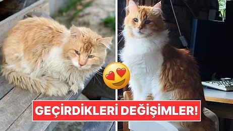 Sahiplendikleri Hayvanların Önceki ve Sonraki Hallerini Paylaşarak Kalp Isıtan Kullanıcılar