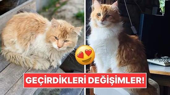 Sahiplendikleri Hayvanların Önceki ve Sonraki Hallerini Paylaşarak Kalp Isıtan Kullanıcılar
