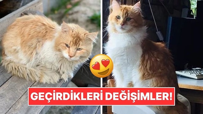 Sahiplendikleri Hayvanların Önceki ve Sonraki Hallerini Paylaşarak Kalp Isıtan Kullanıcılar