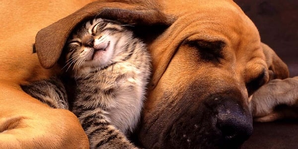 Çoğu kişi kediler ve köpeklerin asla anlaşamayacağını düşünse de bu tamamen bir mit diyebiliriz.