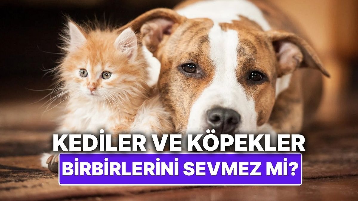 Kediler ve Köpekler Gerçekten Birbirlerini Sevmez mi?