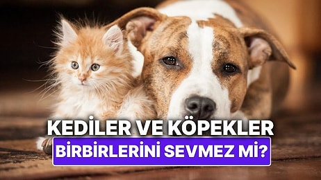 Kediler ve Köpekler Gerçekten Birbirlerini Sevmez mi?