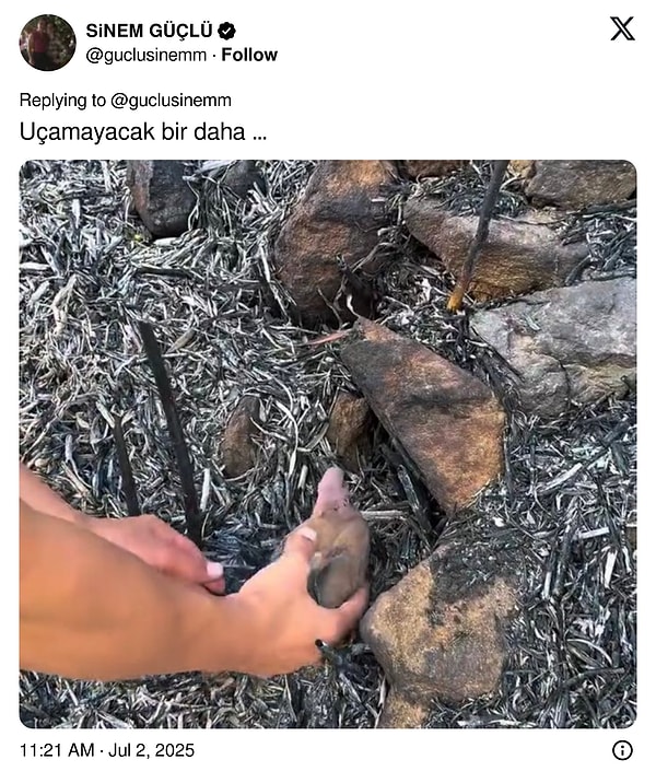 "Uçamayacak bir daha …" 👇