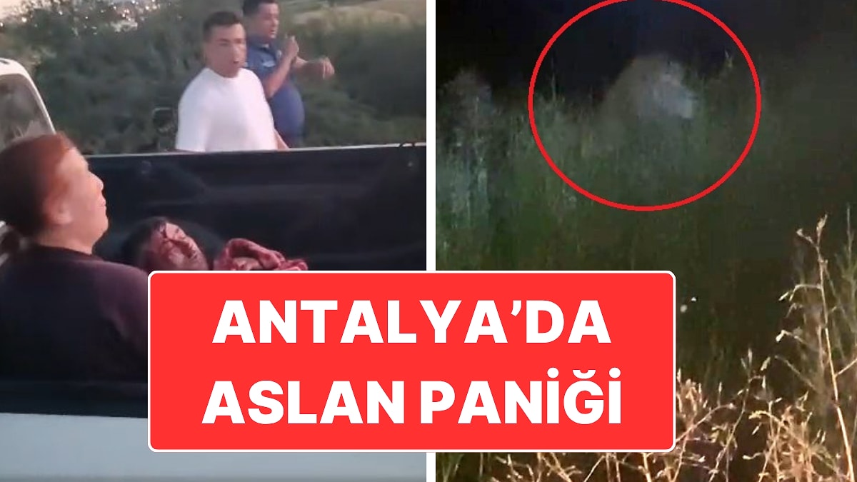 Antalya’da Aslan Paniği: Saldırdığı Çiftçi Ağır Yaralandı