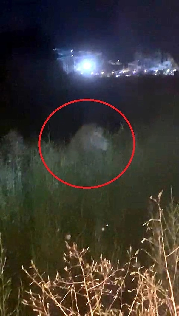 Antalya'da aslan paniği yaşandı.