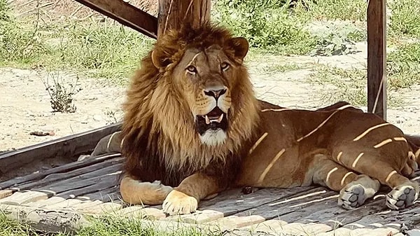 Antalya’da yaşanan aslan saldırısı dün en çok tartışılan olaylar arasında yer aldı.
