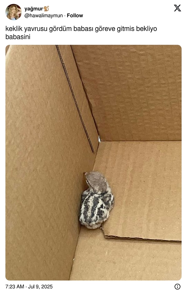 Keklik muhabbeti devam ediyor.