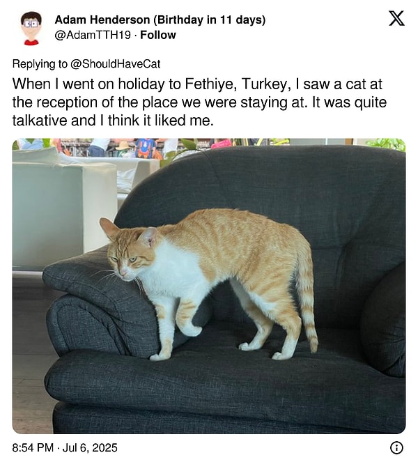 "Fethiye'ye tatile gittiğimde kaldığımız yerin resepsiyonunda bir kedi gördüm. Oldukça konuşkandı ve sanırım beni sevdi."