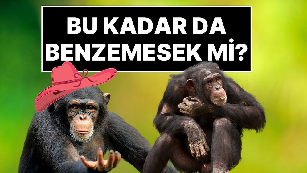 İnanması Güç Ama Gerçek: Şempanzeler de İnsanlar Gibi Moda Akımlarını Takip Ediyor