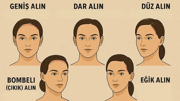 4. Alnının yapısı nasıldır?