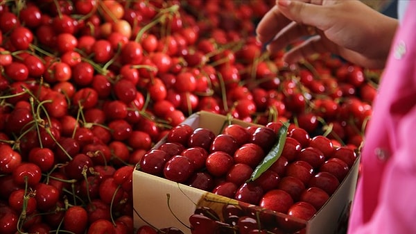 Türkiye’de artan yaşam maliyetleri, kazıkçı esnafla da birleşince market ve pazar ürünlerini almak adeta bir kabusa dönüştü.
