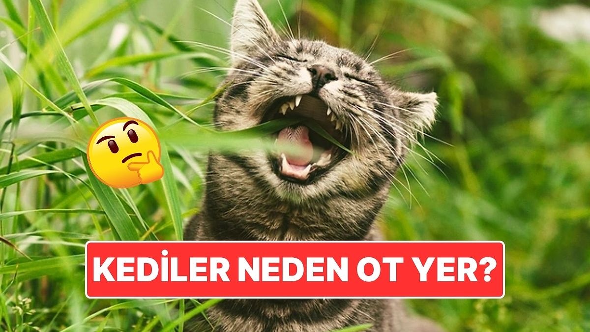 Kedilerin Ot Yemesinin Ardındaki İlginç Sebep