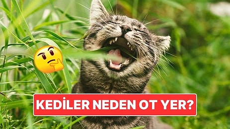 Kedilerin Ot Yemesinin Ardındaki İlginç Sebep