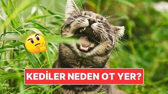 Kedilerin Ot Yemesinin Ardındaki İlginç Sebep
