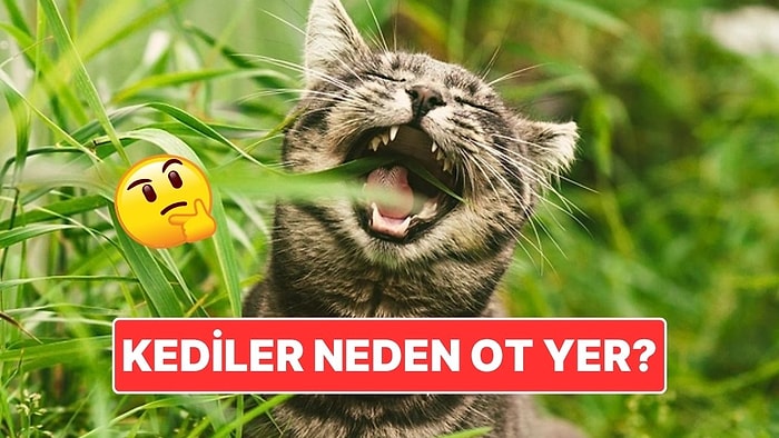 Kedilerin Ot Yemesinin Ardındaki İlginç Sebep