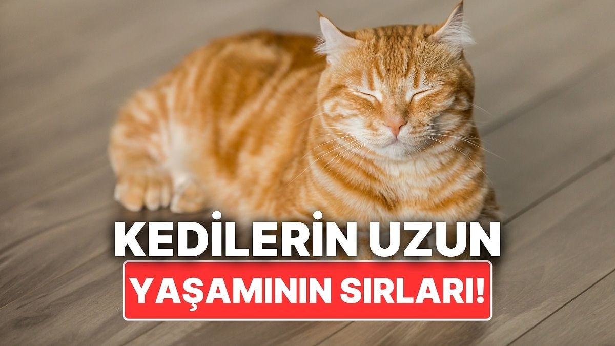 Kedinizin Uzun Yıllar Yaşamasını İstiyorsanız Yapabileceğiniz Şeyler