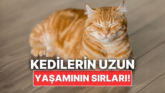 Kedinizin Uzun Yıllar Yaşamasını İstiyorsanız Yapabileceğiniz Şeyler