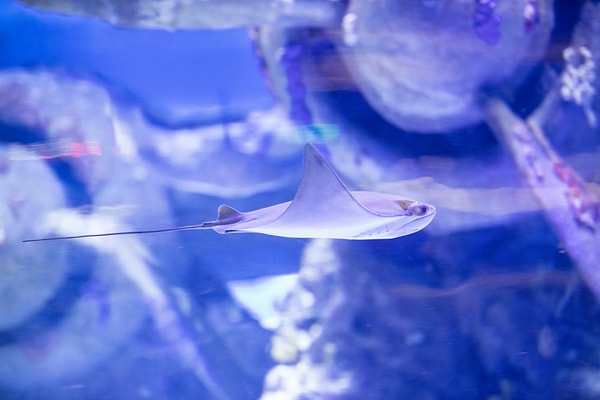 Antalya Aquarium Entrance Fee (2025)