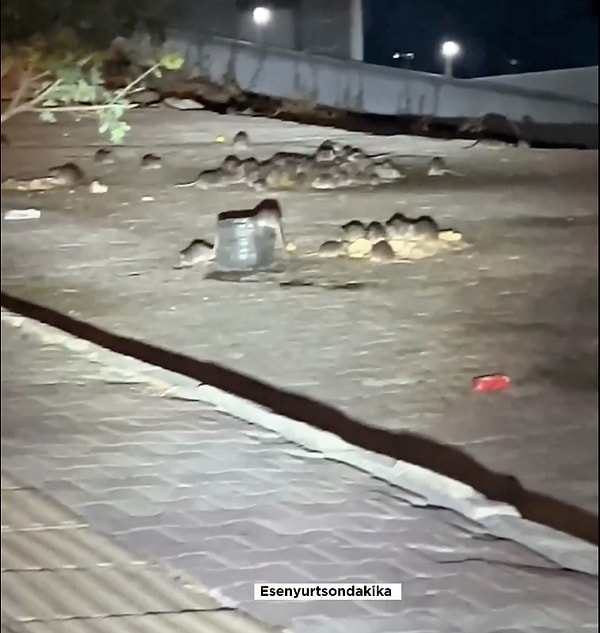 İstanbul Esenyurt’ta fareler sokaklarda korkunç görüntüler oluşturdu!