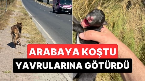 Yeni Doğan Yavruları İçin İnsanlardan Resmen Yardım İsteyen Çoban Köpeği Yeni Yuvasına Kavuştu